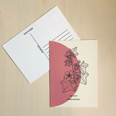 Herbarium – pohlednice Motiv: Sléz lesní