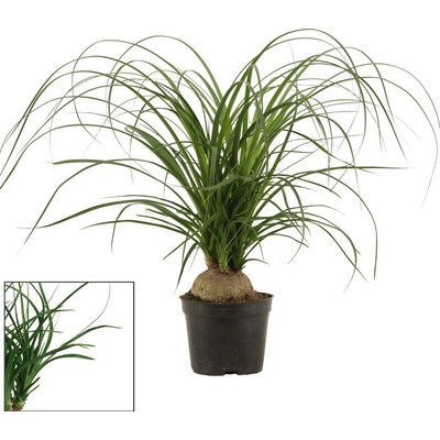 Beaucarnea recurvata 19x50 cm