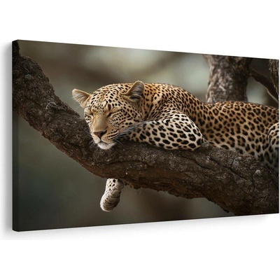Obraz leopard odpočívající na stromě - 30x20