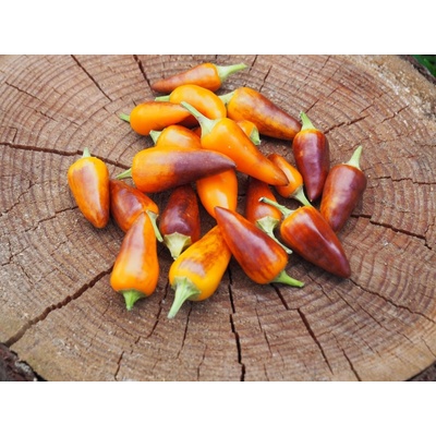 CHILLIMAT Semínka chilli Pequin 10 ks