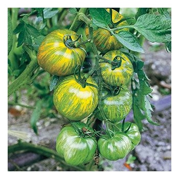 Image 1 of Семена от домати сорт "Зелена Зебра" (Green Zebra) 25 бр (293260)