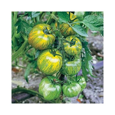 Семена от домати сорт "Зелена Зебра" (Green Zebra) 25 бр (293260)