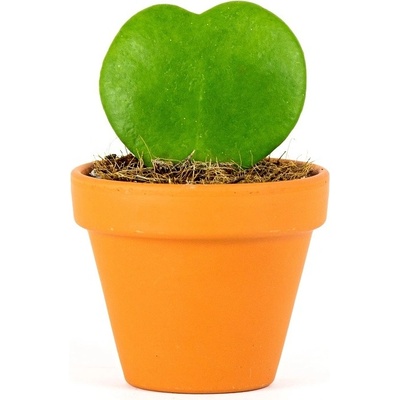 Gardners Hoya kerrii, průměr 6 cm Hoja, Voskovka