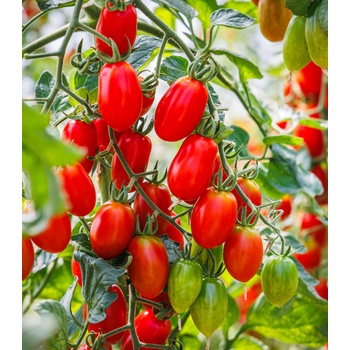 Paradajka Roma - Solanum lycopersicum - semená paradajky - 65 ks