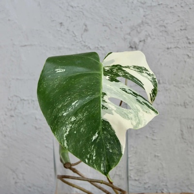 Monstera deliciosa Albo variegata řízek 5