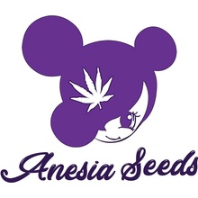 Anesia Seeds AUTO Blueberry Banana semena neobsahují THC 3 ks