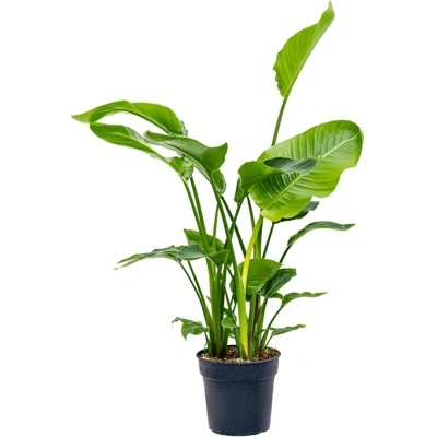 Strelitzia nicolai 30x140 cm