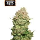Seedstockers White Widow semena neobsahují THC 1 ks