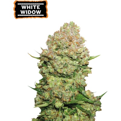Seedstockers White Widow semena neobsahuji THC 250 ks