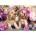 Enjoy - Puzzle Spaniel Puppies with Flower Hats - 1 000 piese