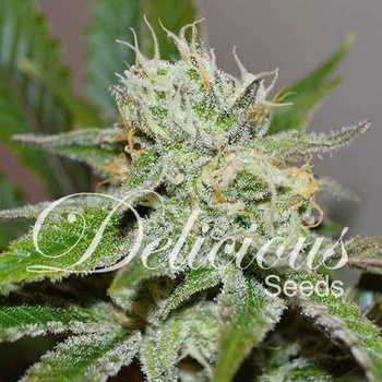 Delicious Seeds Original Juan Herer semena neobsahuji THC 100 ks