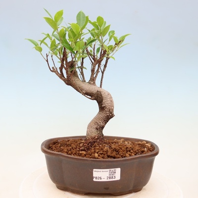 e-bonsai Pokojová bonsai - Ficus kimmen - malolistý fíkus