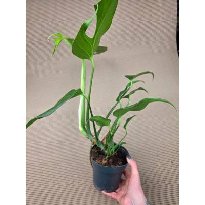 Monstera Burle Marx Flame (Raritní monstera)