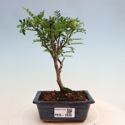 e-bonsai Pokojová bonsai - Zantoxylum piperitum - pepřovník