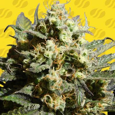 Original Sensible Seeds Cherry Alien AUTO semena neobsahují THC 5 ks