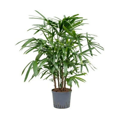 Rhapis excelsa tuft 22/19 výška 110 cm