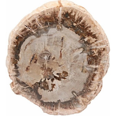 Nefertitis Zkamenělé dřevo leštěný řez 31 NF63915 - cca 9,3 x 8,2 cm, 225 g