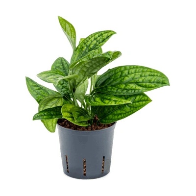 Monstera (Philodendron) karstenianum 13/12 výška 30 cm