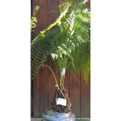 Cyathea australis - kmeň 20-30cm
