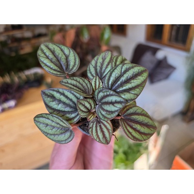 PlantBros flower Peperomia albov. Bambino