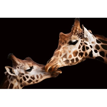 DIMEX ART s. r. o Флизелинов фототапет любов към жирафи 375 x 250 см