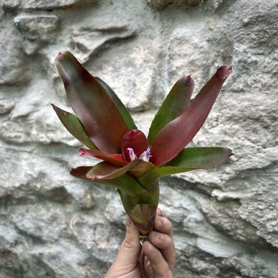 Neoregelia - Red Bob