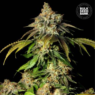 Bulk Seed Bank AUTO Bruce Banner #5 semena neobsahují THC 10 ks