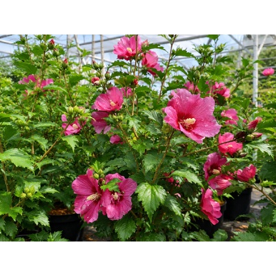 Ibištek sýrsky Flower Tower Ruby, výška 30-40 cm , kvetináč 2 l