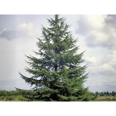 Céder atlantský, výška 140-170 cm, kvetináč 25 l