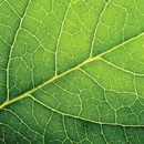 PAW servítky leaf close up 33X33cm