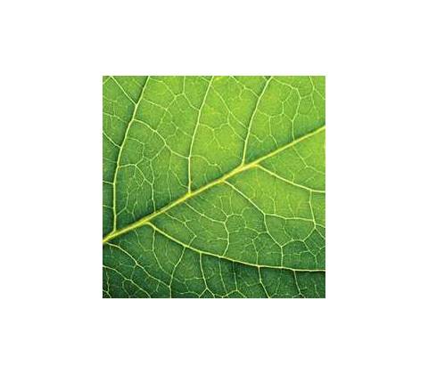 PAW servítky leaf close up 33X33cm