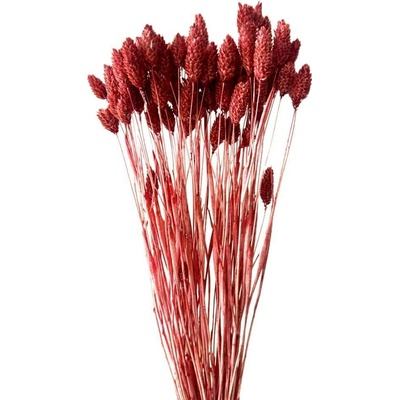 Sušený phalaris kytice/svazek VÍNOVÝ 100g