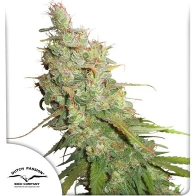 Dutch Passion Auto Desfran semena neobsahuji THC 3 ks