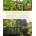 Home-Scale Forest Garden