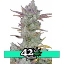 Fast Buds Gorilla Cookies semena neobsahují THC 10 ks