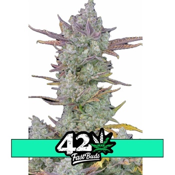 Fast Buds Gorilla Cookies semena neobsahují THC 10 ks