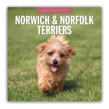 Browntrout Verlags GmbH Norwich Terrier und Norfolk Terrier 2026 - 16-Monatskalender