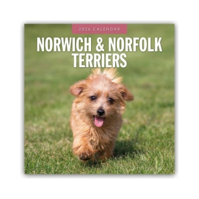 Browntrout Verlags GmbH Norwich Terrier und Norfolk Terrier 2026 - 16-Monatskalender | Red Robin