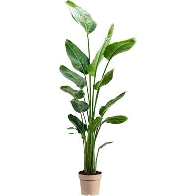 Strelitzia nicolai 24x135 cm
