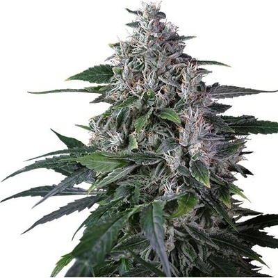 Super Sativa Seed Club Karels Haze regular semienka neobsahujú THC 24 ks
