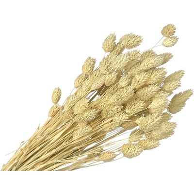 FLOWERIO Sušená tráva Phalaris - Chrastica 100g - bielená