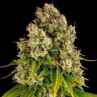 Barney's Farm Cheese semienka neobsahujú THC 10 ks