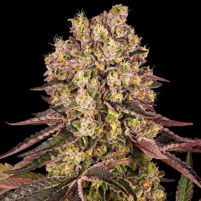 Barney's Farm Runtz Muffin semena neobsahují THC 10 ks