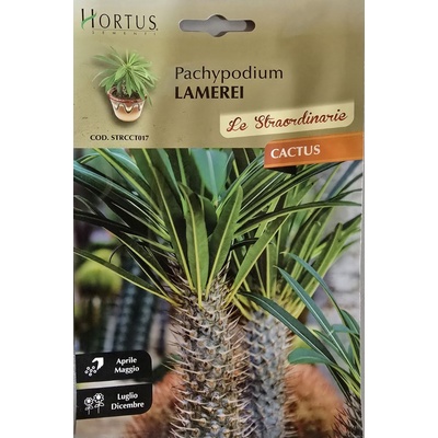 Hortus Мадагаскарска палма (Pachypodium lamerei)