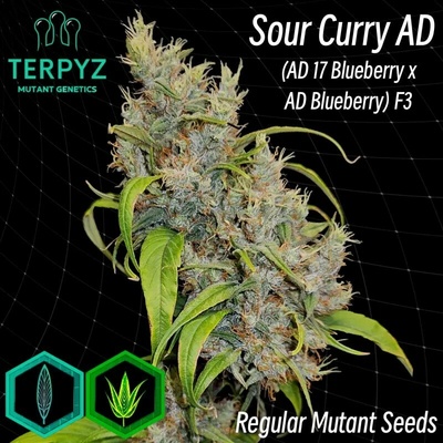 TerpyZ Mutant Genetics Sour Curry AD regular semienka neobsahujú THC 10 ks