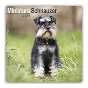 Miniature Schnauzer Zwergschnauzer 16-Monats 2024