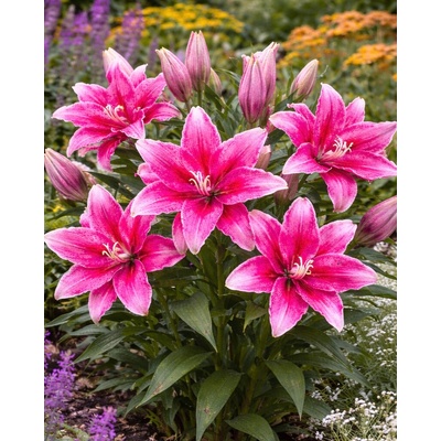 Lilie 'Roselily Anita' 1 ks – Zboží Dáma