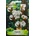 Флориан Бял памук Gossypium herbaceum