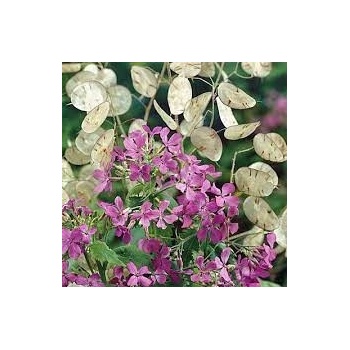 ROČNÁ MESIACKA Judášske striebro, Lunaria Menštruácia - semená 2 g