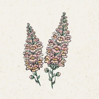 Jora Dahl Papuľka väčšia "Costa Apricot" Antirrhinum majus 1 bal.